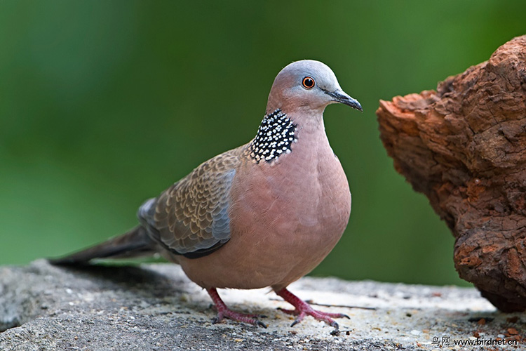 1473473133616976.jpg 斑鳩3.jpg