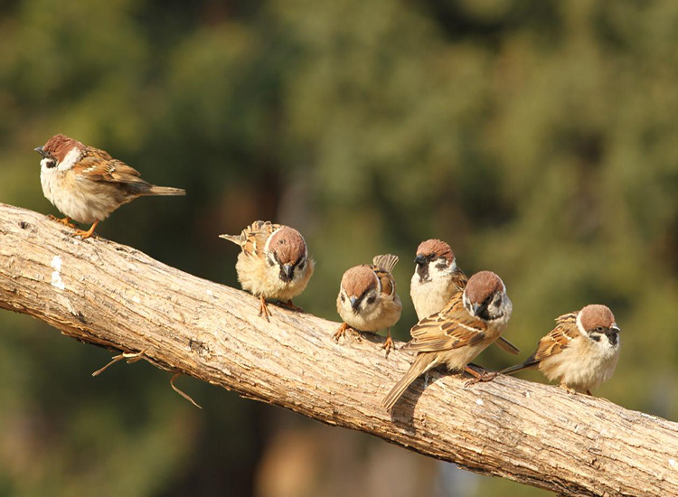 1473473153861105.jpg 麻雀2.jpg