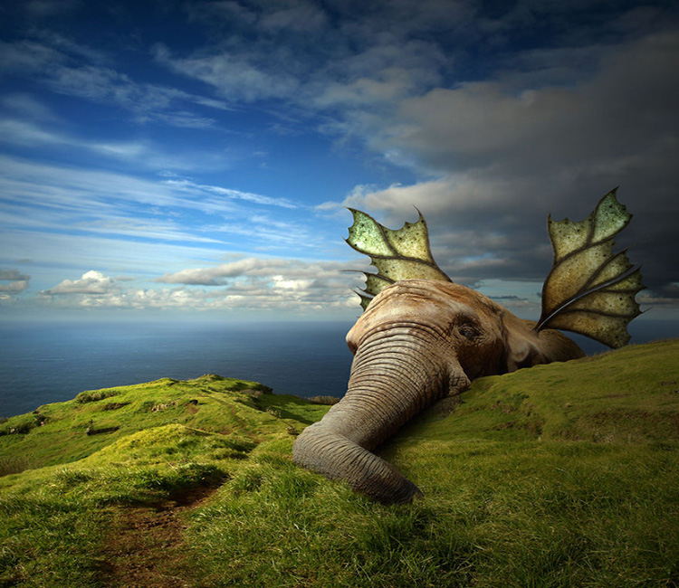 1473647133481345.jpg 動(dòng)物藝術(shù)5.jpg